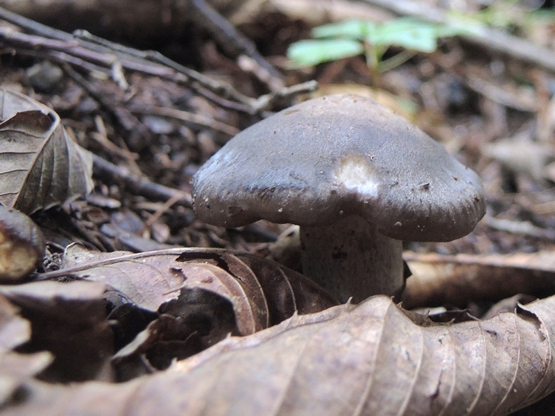 今週のきのこ（2014年9月5日、6日撮影）