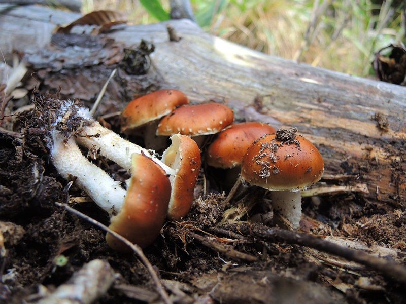 今週のきのこ（2014年10月11日撮影）